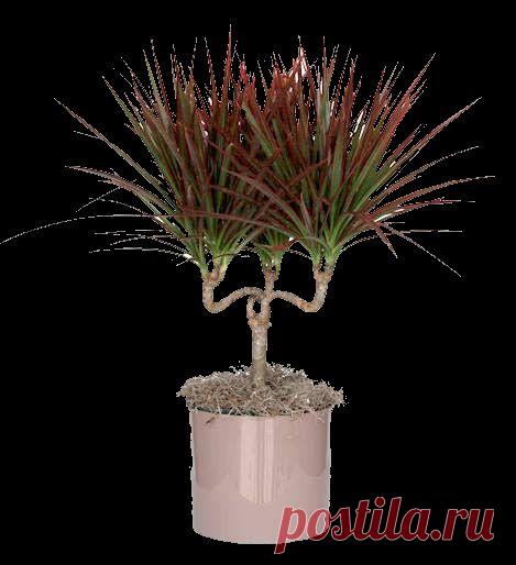 Как вырастить роскошную Драцену Маргинату