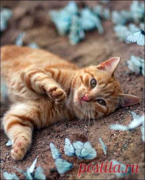 кот и бабочки