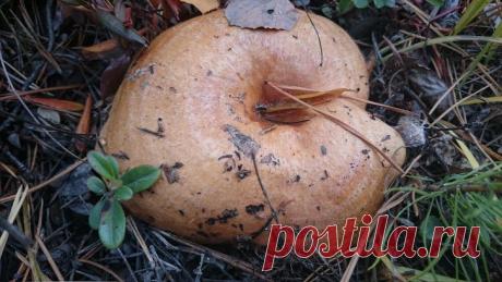 Google+  -  РЫЖИК  -