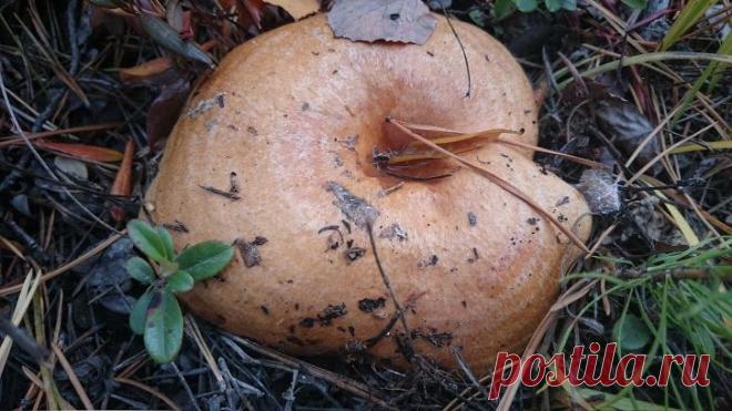 Google+  -  РЫЖИК  -