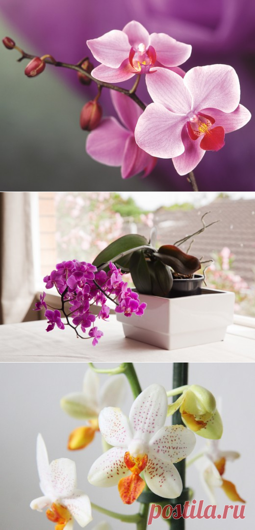 7 советов по основам ухода за орхидеями для новичка