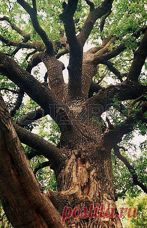 дуб Фотография, картинки, изображения и сток-фотография без роялти. Image 24629570.