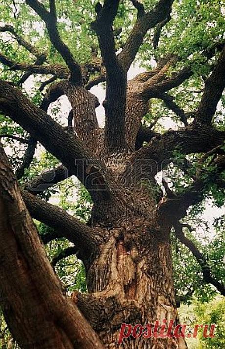 дуб Фотография, картинки, изображения и сток-фотография без роялти. Image 24629570.