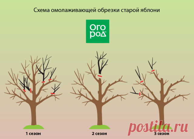 Обрезка яблонь осенью – советы для начинающих в картинках и видео | Яблоня, груша (Огород.ru)