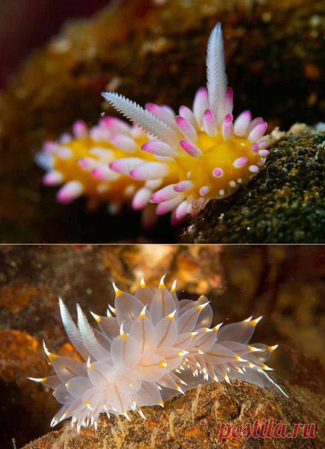 Морские обитатели как произведение искусства природы