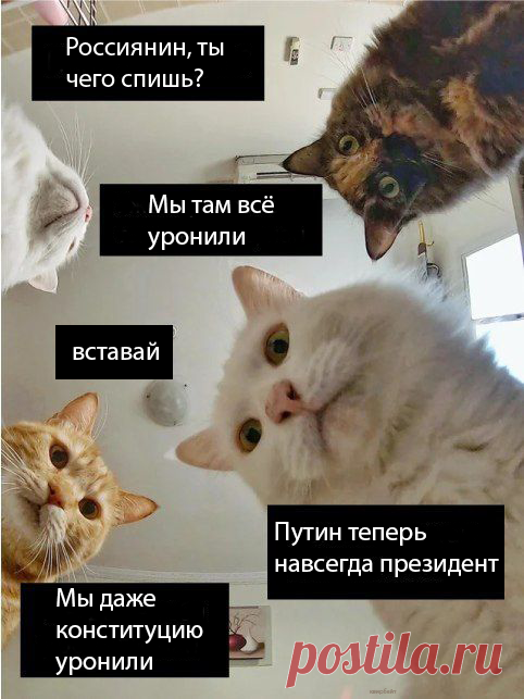Наташ, ты спишь?: подборка мемов с котиками Наташи, которые