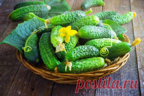 Полезные советы и рекомендации, которые позволят сохранить свежие огурцы подольше — Дачный участок