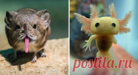 Предлагаем вам полюбоваться на малышей редких видов животных, о существовании которых вы наверняка даже не подозревали