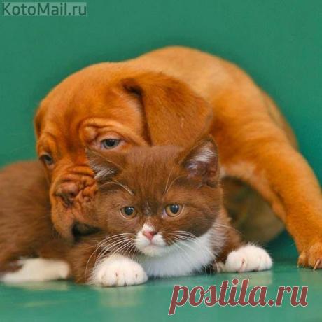 Союз рыжих