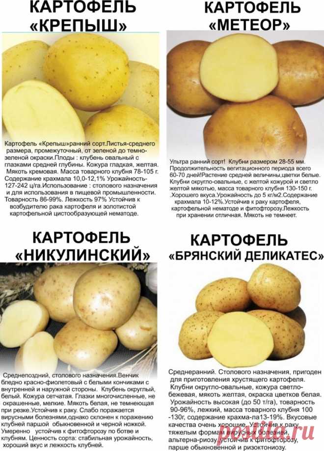 Картофель метеор отзывы вкусовые качества Огород без хлопот - информационный сайт для дачников, садоводов и огородников.