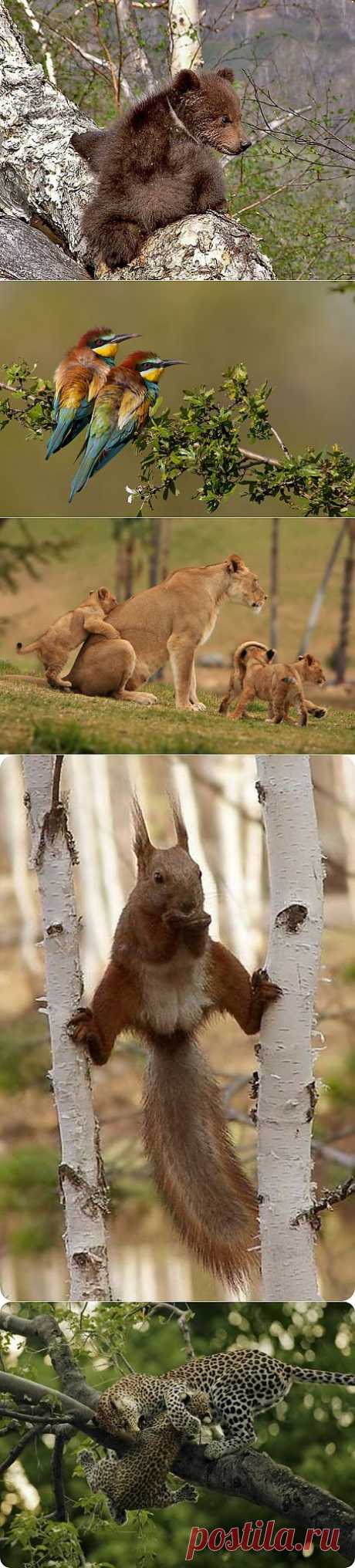 УНИКАЛЬНЫЕ КАДРЫ. ФОТООХОТА.