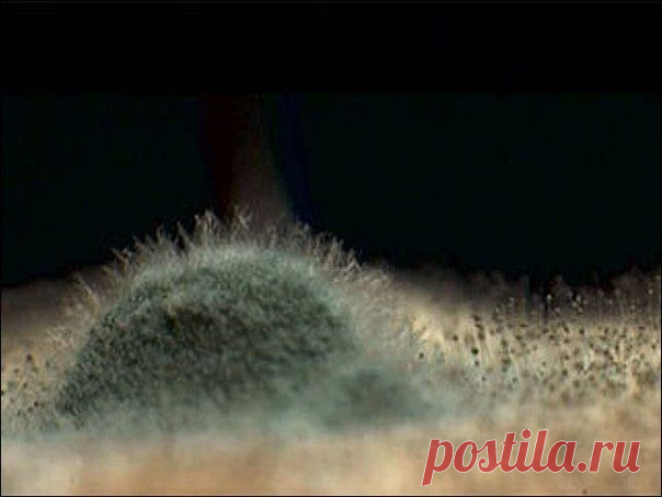 6 фактов о плесени / Восприятие бизнеса