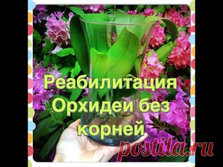 Реабилитация Орхидеи ( без корней)