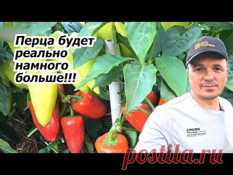 Частая ошибка, которая уменьшает урожай сладкого перца в два раза!
