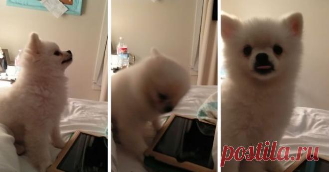 This Pomeranian Has The Cutest Sneeze You’ll Ever See (Watch With Sound!) |