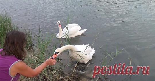 Наталья Селиверстова