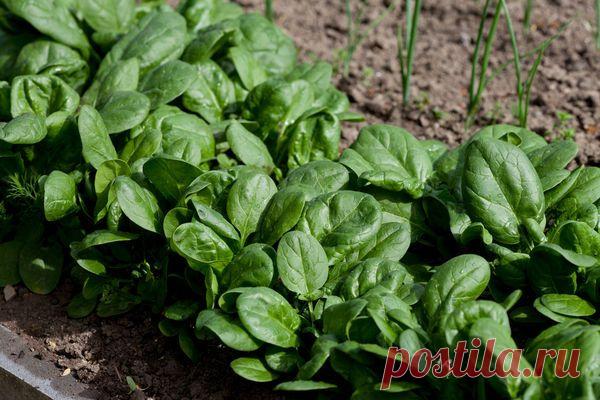 Зелень, которую можно посадить в сентябре