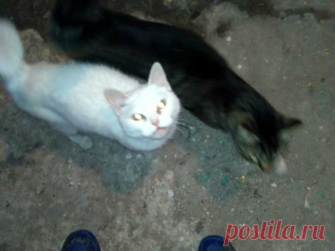 20 смешных фото котов, которые показывают, кто в доме хозяин - Дай лапку - медиаплатформа МирТесен