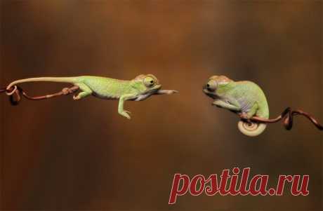 20 идеально пойманных моментов. Класс! / Всё самое лучшее из интернета