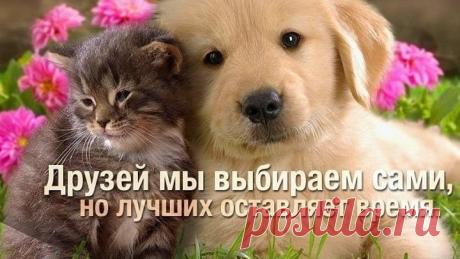 9 июня - Международный День Друзей! Поздравляю с Праздником!