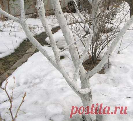 Как подготовить плодовый сад к зиме. — Чудеса