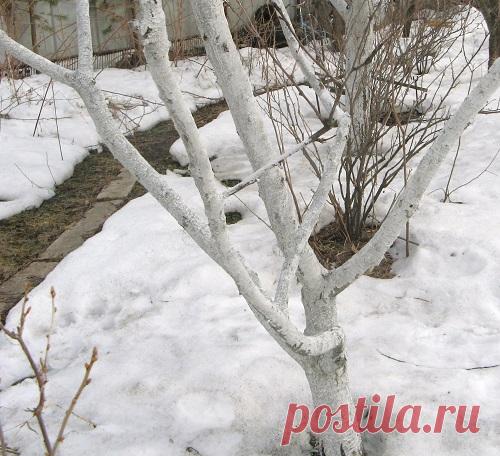 Как подготовить плодовый сад к зиме. &#8212; Чудеса
