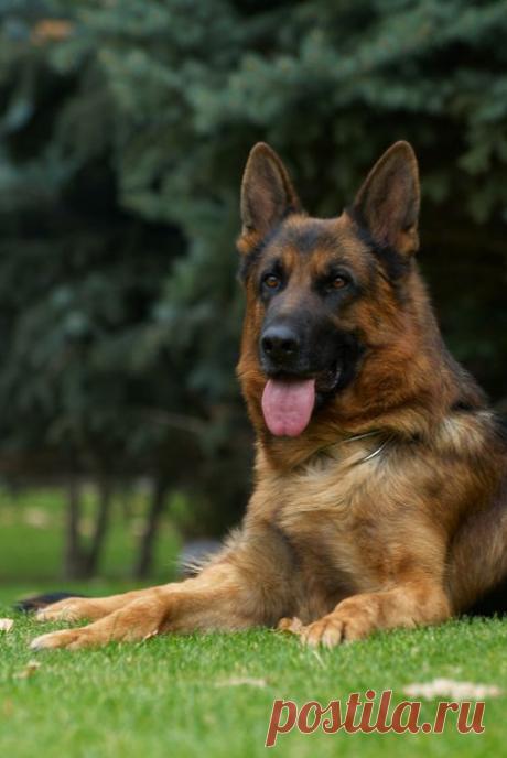 Noori von Arminius 2000. Питомник Рахимжан. Фото Михаила Позднякова