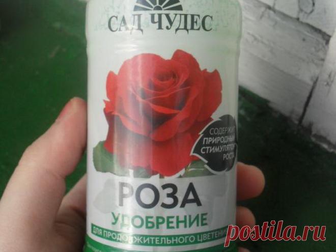 Какие удобрениями нужно подкармливать садовые и комнатные розы: названия подкормок и стимуляторов с описанием