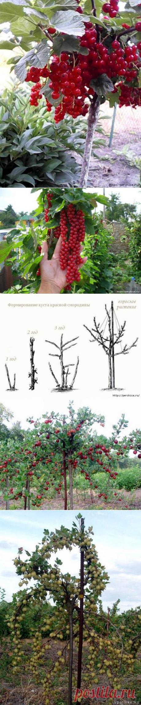 Как сделать из смородины и крыжовника деревце штамбовой формы