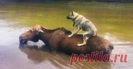 «Ни стыда, ни совести!» 30 фото самых обнаглевших морд