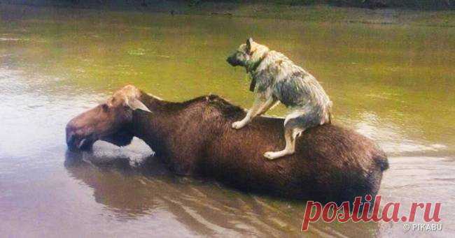 «Ни стыда, ни совести!» 30 фото самых обнаглевших морд