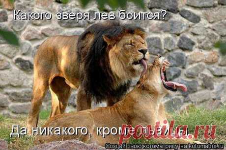 Одноклассники