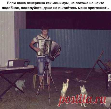 Кошачий концерт.
