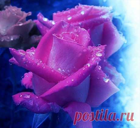 сиреневая розочка