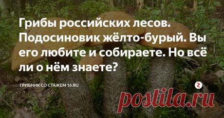 Грибы российских лесов. Подосиновик жёлто-бурый. Вы его любите и собираете. Но всё ли о нём знаете? Подосиновик жёлто-бурый (лат. Leccinum versipelle) - гриб рода Обабок (Leccinum) семейства Болетовые (Boletaceae).
