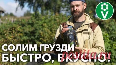 ХРУСТЯЩИЕ ГРИБОЧКИ НА ЗИМУ! Соленые ГРУЗДИ готовим только ТАК! | Procvetok | Дзен