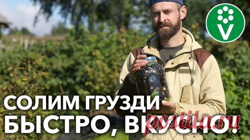 ХРУСТЯЩИЕ ГРИБОЧКИ НА ЗИМУ! Соленые ГРУЗДИ готовим только ТАК! | Procvetok | Дзен
