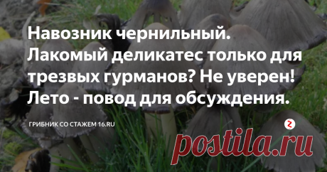 Навозник чернильный. Лакомый деликатес только для трезвых гурманов? Не уверен! Лето - повод для обсуждения. Если честно, то навозниками можно назвать целую кучу самых разных грибов.