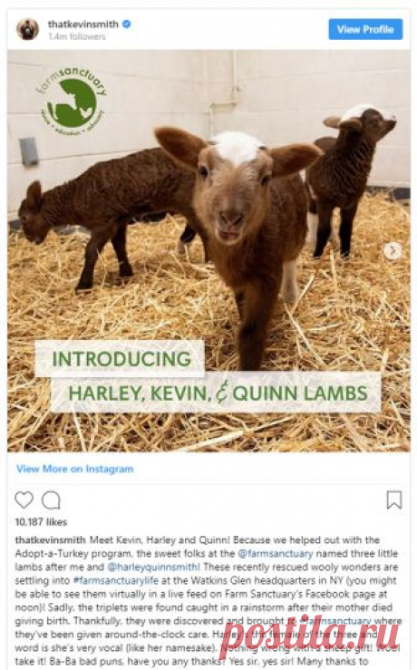 Lamb Triplets Kevin, Harley, and Quinn Find Sanctuary After Tragedy – Farm Sanctuary