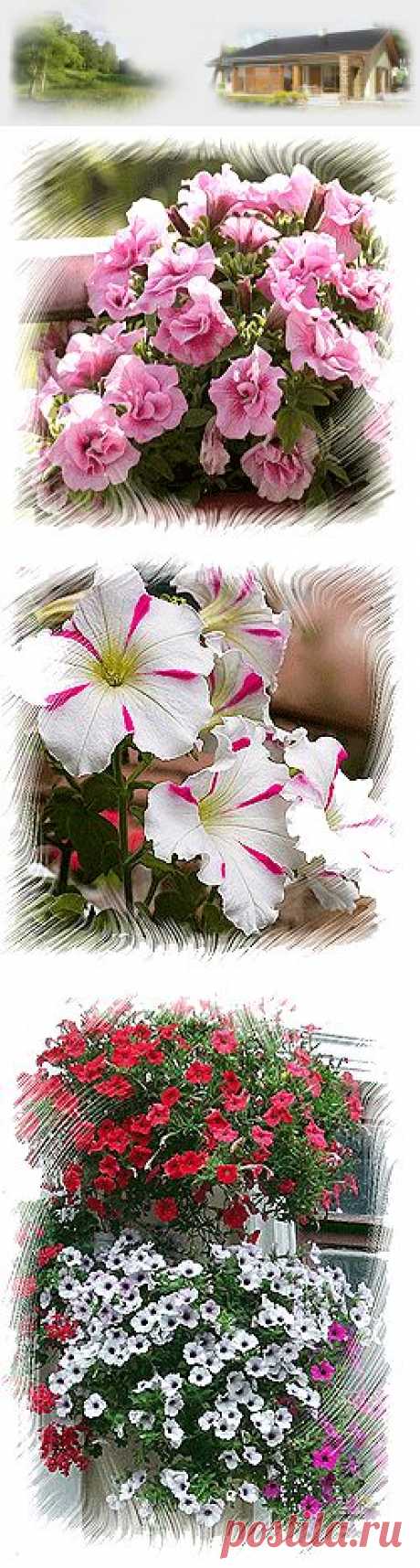 Петуния выращивание и уход