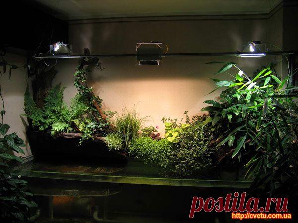 Комнатные растения - Уход за комнатными растениями - Полив комнатных растений