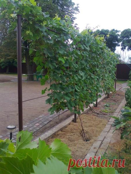 Планирование посадки виноградника