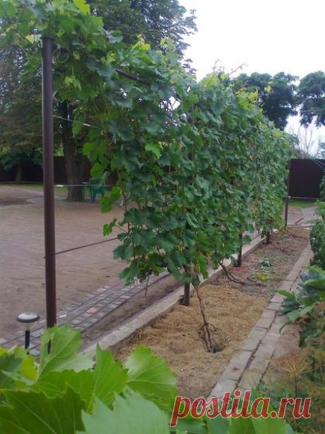 Планирование посадки виноградника