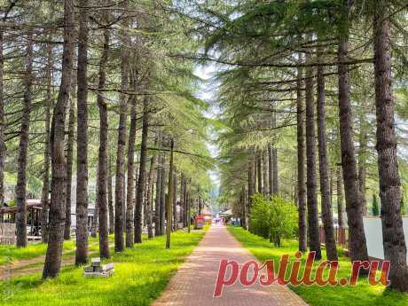 Почему я еще поеду отдыхать в Пицунду в Абхазии, несмотря на недавний инцидент с российскими туристами | Кутовой: путешествия и всё такое | Яндекс Дзен