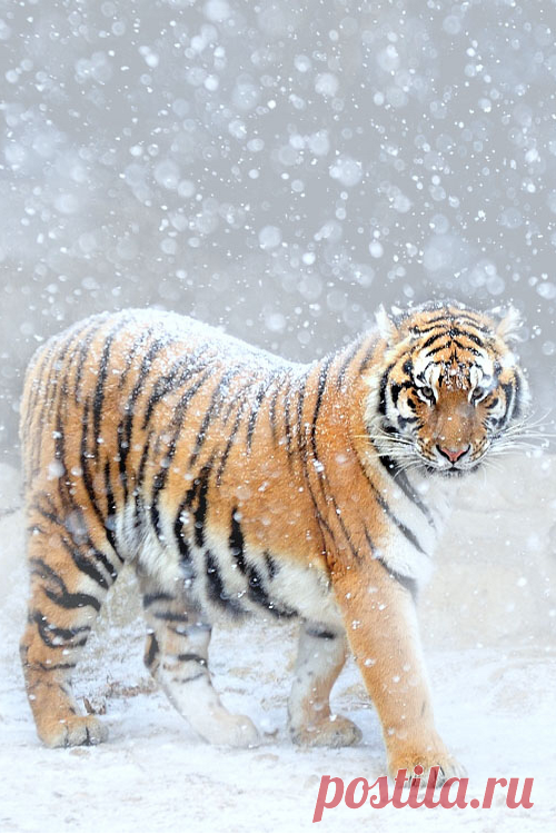 images animaux