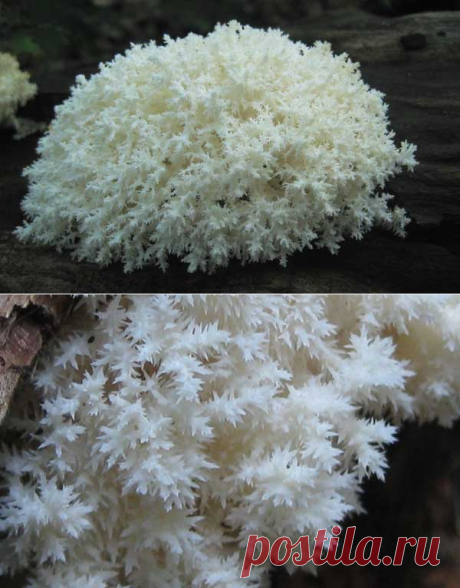 Ежовик коралловый или гериций коралловидный: описание, распространение