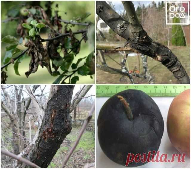 Что делать, если на яблоне трескается и отслаивается кора