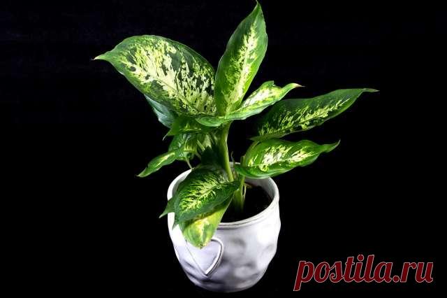 Какие популярные домашние растения можно назвать настоящими «вампирами»