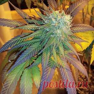 ♣ ♣ каннабисаmarihuanafotos Instagram фото | Websta (Webstagram)