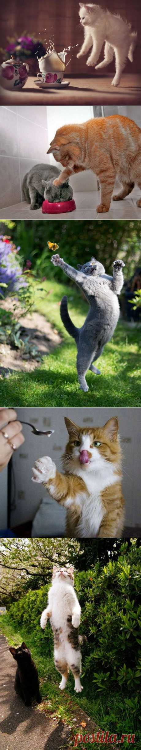 Неотразимые котэ / Приколы